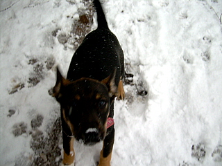Puppy's first snow